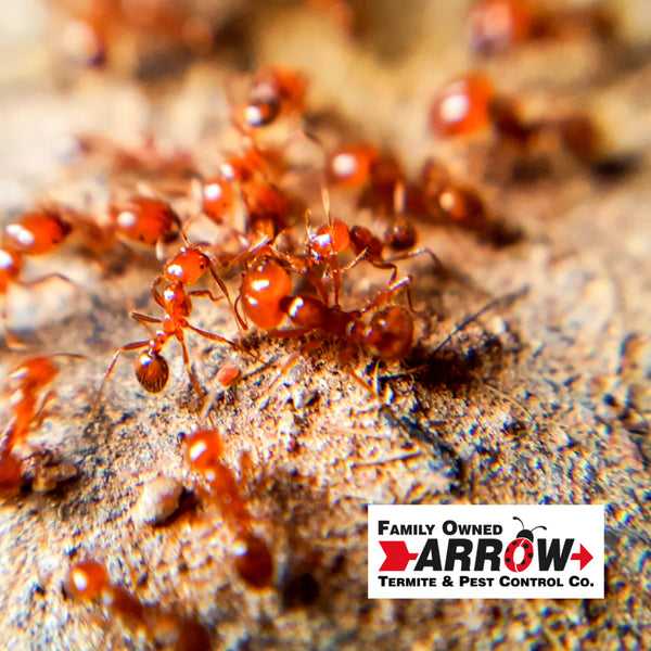 Fire Ant Treatment Control Program